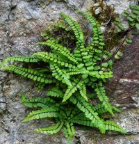 Maidenhair spleenwort Asplenium trichomanes